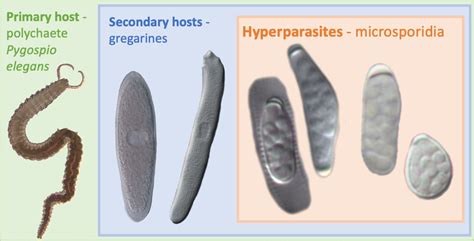  Gregarines: These Tiny Parasites Pack a Punch Despite Their Peaceful Appearance!