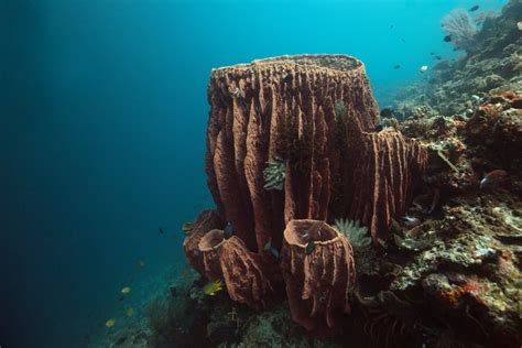  Barrel Sponge: Znajdujacy się w głębinach oceanu i wykazujący zaskakujące zdolności regeneracyjne gąbka!