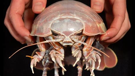  Eurydice:  The Enigmatic Armored Crustacean Living Deep Beneath the Ocean Floor!