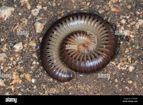  Millipede - A Gentle Giant With Thousands Of Legs Ready To Roll