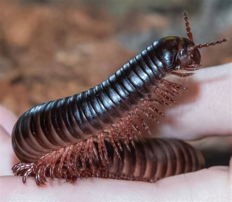  Western Worm Millipede: A Fascinating Creature With a Thousand Tiny Legs and an Unexpectedly Delicious Palate!