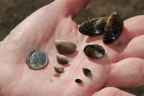  Zebra Mussel: Where Tiny Shells Meet Ocean Floor Ecology